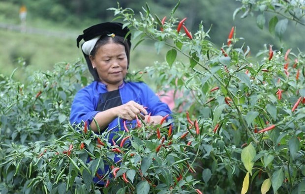 Trồng ớt sạch đăng ký mã số vùng trồng ‘rộng cửa’ xuất khẩu hàng nghìn tấn sang Trung Quốc