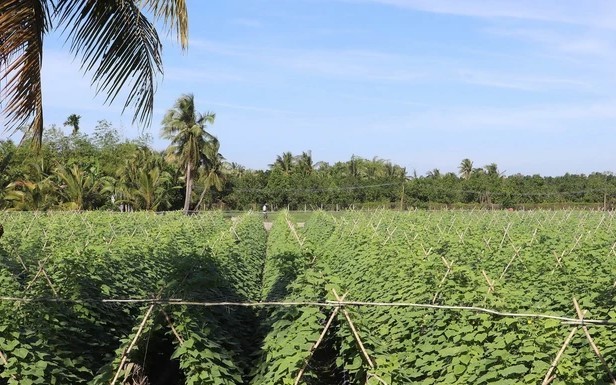 Giữa cao điểm hạn mặn nông dân Tiền Giang vẫn có vùng rau xanh mướt thu 100 triệu đồng/ha mỗi vụ