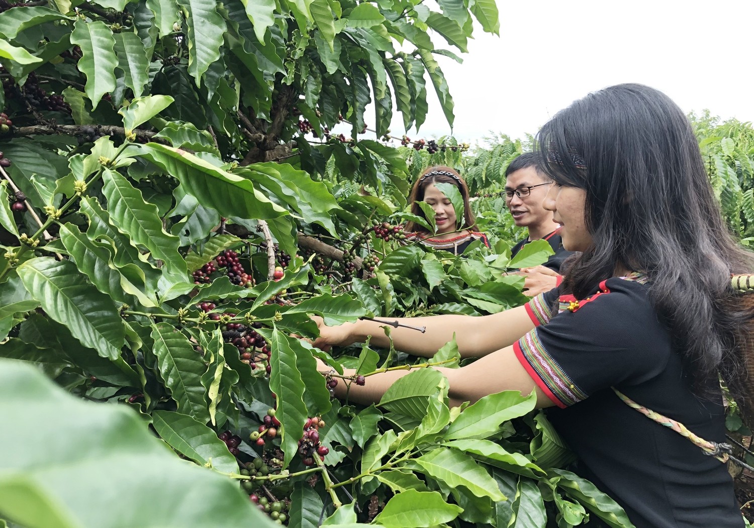 Sản xuất xanh - định hướng nâng cao giá trị bền vững cho cà phê
