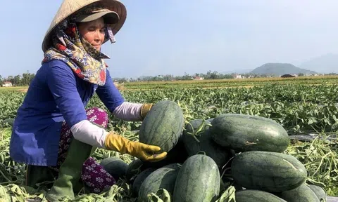 Trung Quốc đưa ra chính sách kiểm soát mới đối với dưa hấu xuất khẩu từ Việt Nam