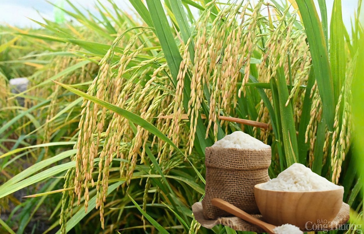 Giá lúa gạo hôm nay 25/12/2025: Thị trường ổn định, gạo tăng nhẹ, lúa giữ giá cuối vụ