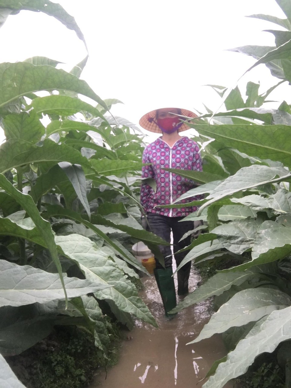 Công phu nghề trồng cây lấy lá, "hút vào nhả ra khói"