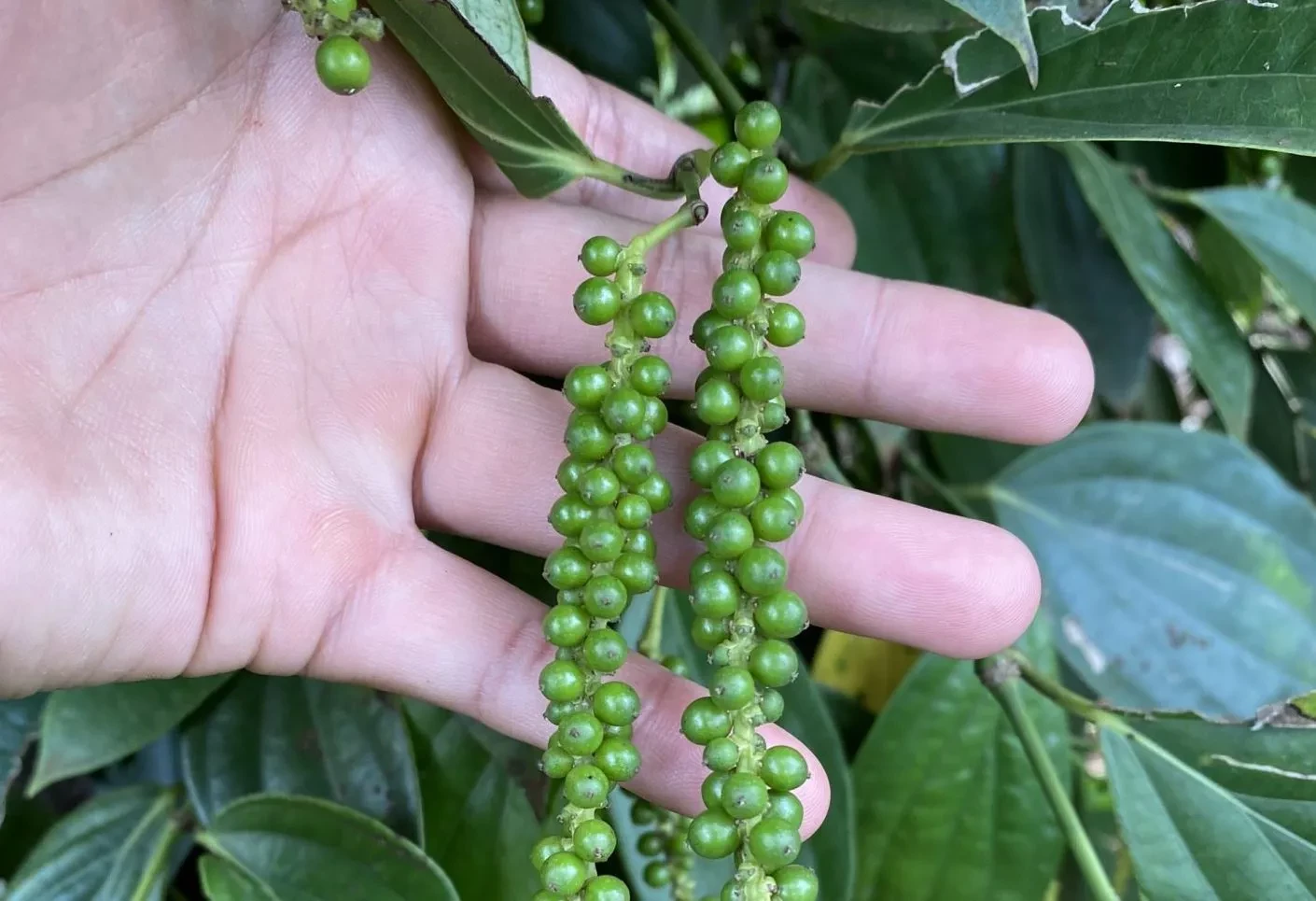 Giá tiêu hôm nay 5/11/2025: Hồ tiêu sụt giảm