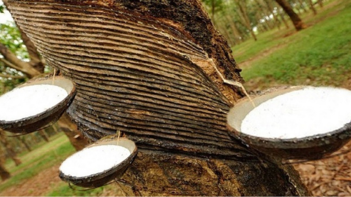 Giá cao su hôm nay 27/11/2025: Tăng ở Thượng Hải và Singapore