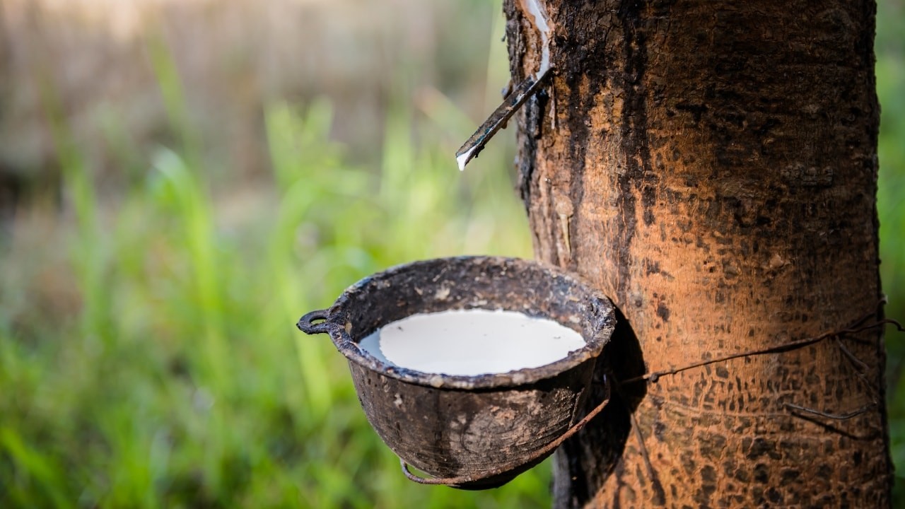 Giá cao su hôm nay 28/11/2025: Nhật Bản tăng do lo ngại nguồn cung từ lũ lụt tại Thái Lan