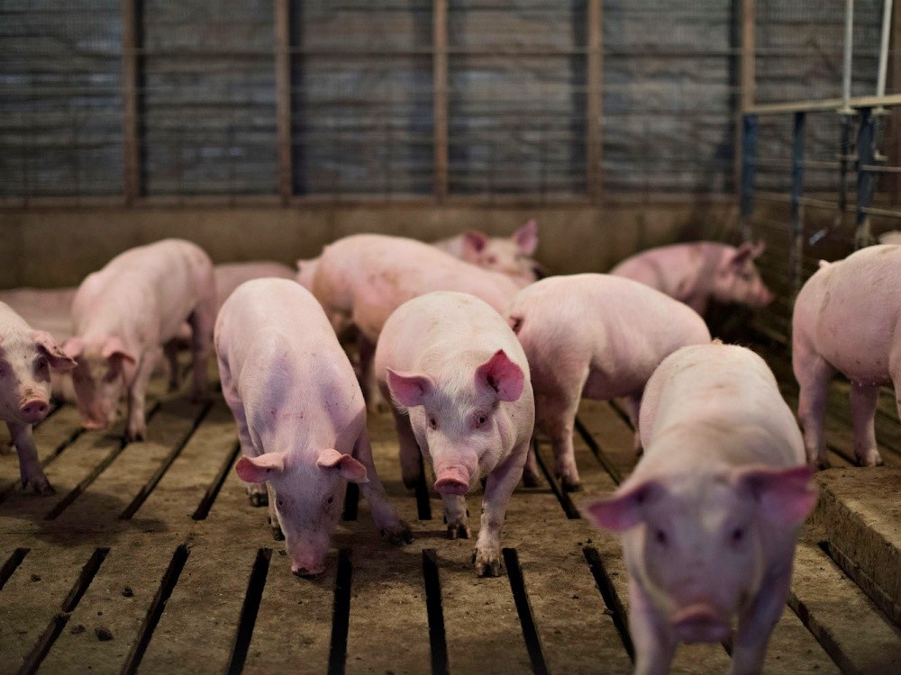 Giá heo hơi hôm nay 30/11/2025: Tăng tới 6.000 đồng/kg tại một số địa phương trong tuần qua