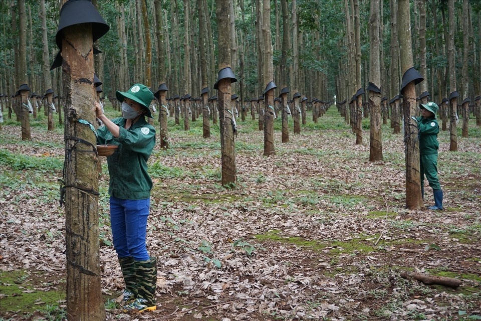 Giá cao su hôm nay 1/12/2025: Đồng loạt đi lên