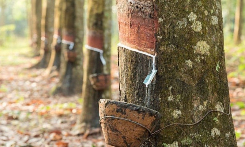 Giá cao su hôm nay 2/12/2025: Diễn biến trái chiều