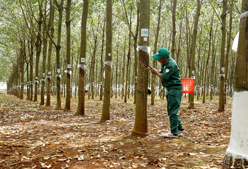 Giá cao su hôm nay 4/12/2025: Giảm nhẹ do lo ngại tồn kho Trung Quốc gia tăng