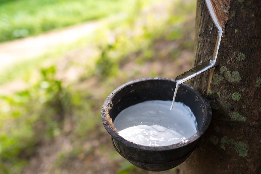 Giá cao su hôm nay 1/1/2026: Đà tăng chiếm ưu thế