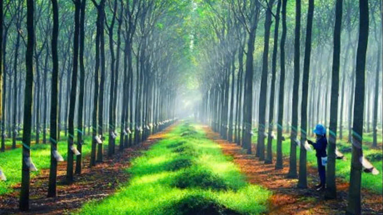 Giá cao su hôm nay 3/1/2025: Tăng trên sàn SGX