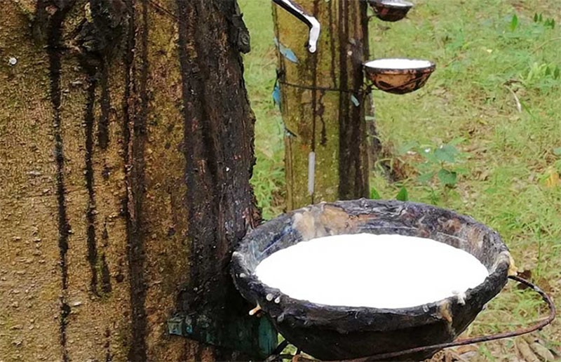 Giá cao su hôm nay 17/1/2026: Biến động trái chiều trên các sàn châu Á