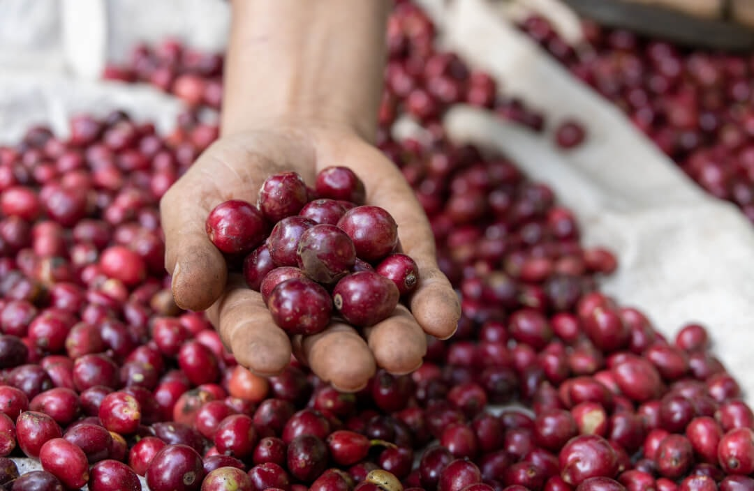 Giá cà phê hôm nay 21/1/2026: "Bốc hơi" 1.400 đồng/kg