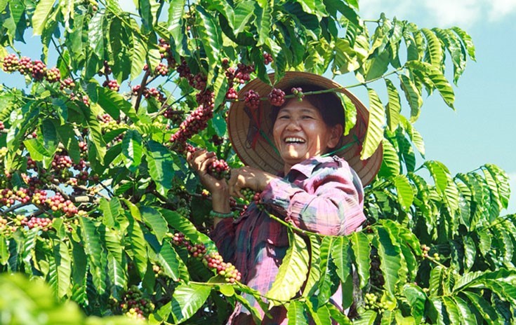 Lâm Đồng nâng tầm cà phê đặc sản gắn với chuỗi nông sản toàn cầu