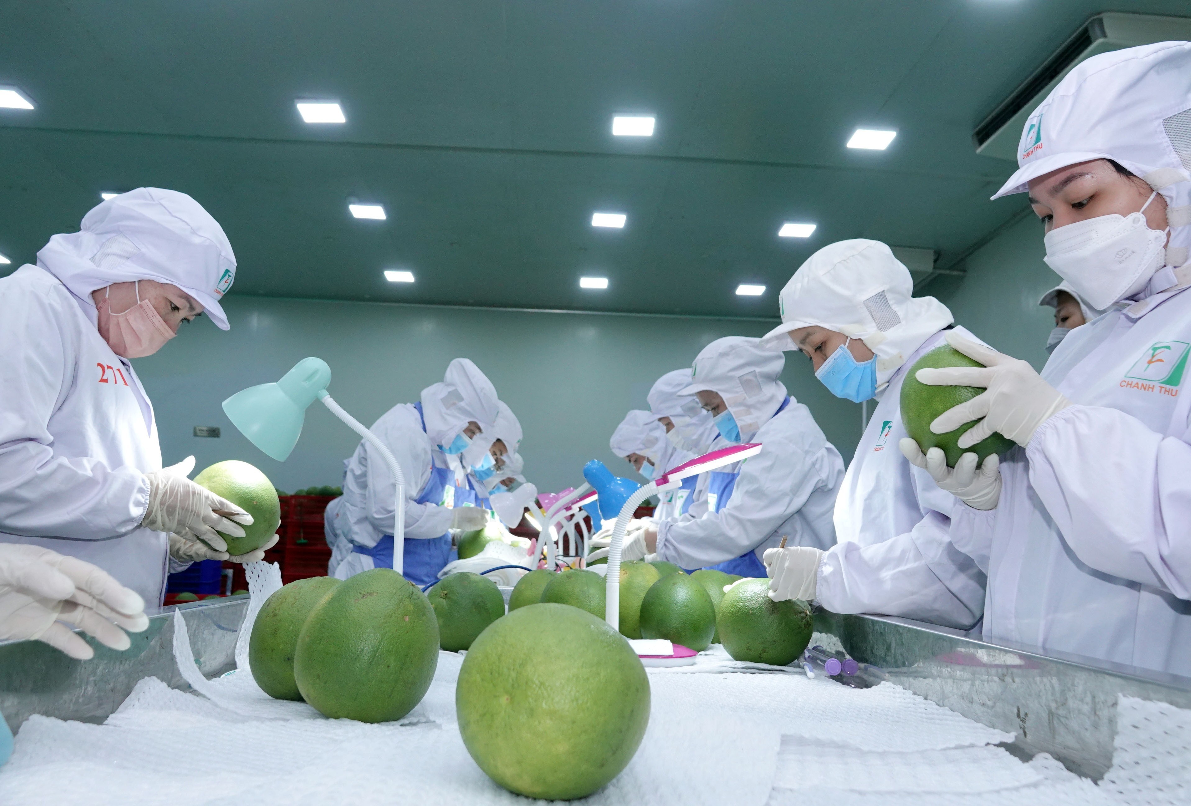 Xuất khẩu nông sản tăng tốc trong 'khoảng lặng' thuế quan, tìm giải pháp 'xoay trục' thị trường