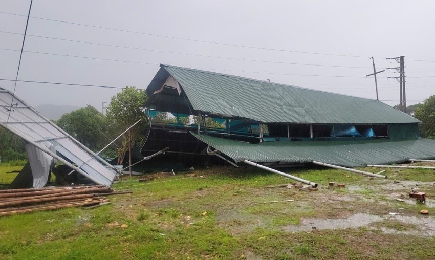 Bão số 5 càn quét Bắc Trung Bộ: Cây đổ la liệt, hoa màu ngập úng, hàng chục nghìn người sơ tán