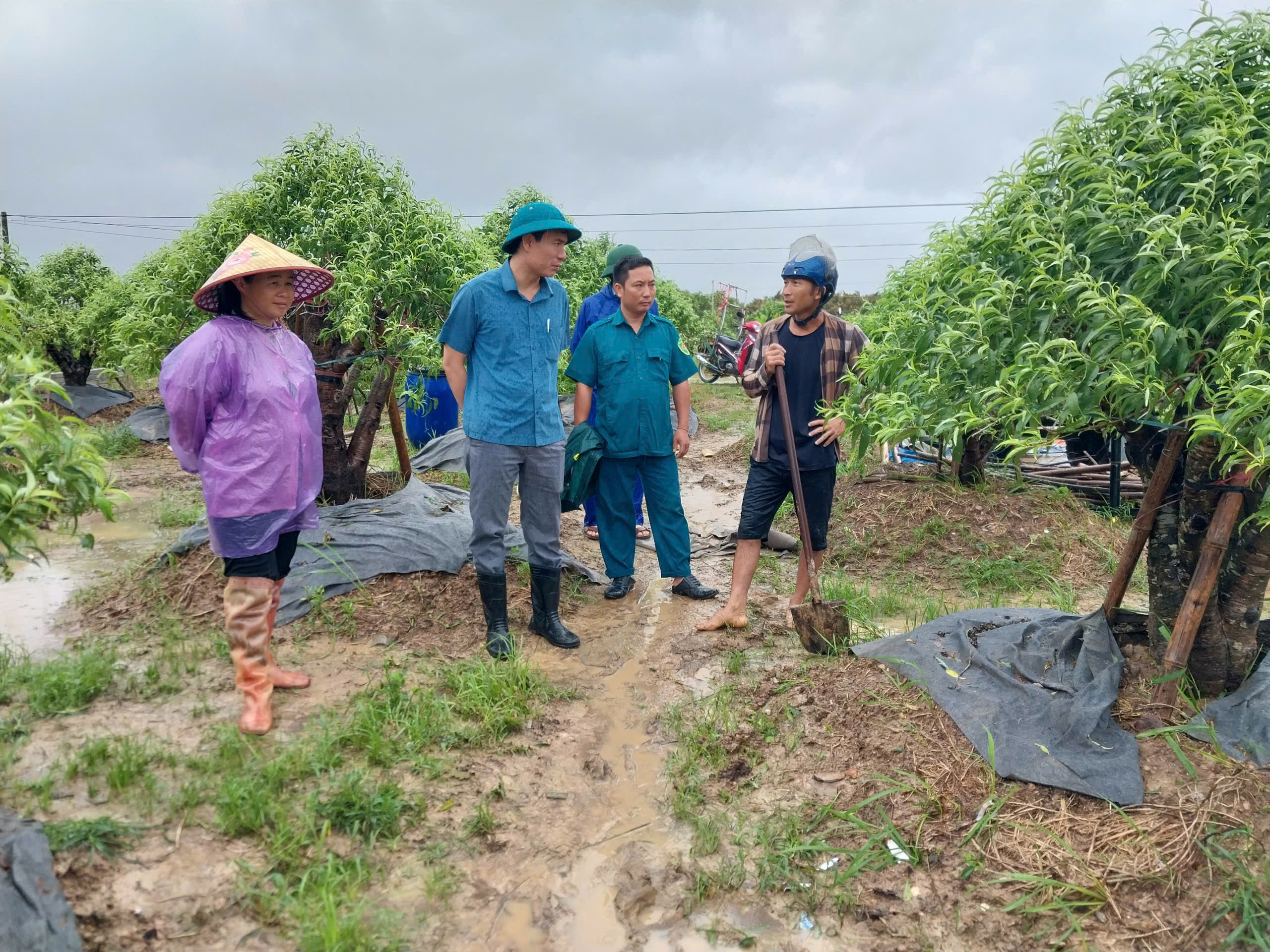 Hợp Tiến gấp rút khắc phục sau bão số 5, bảo vệ “thủ phủ” đào, quất của xứ Thanh