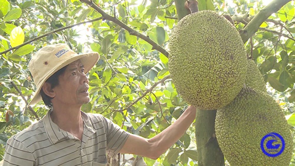 Tiền Giang: Người dân phấn khởi vì trái cây tiếp tục tăng giá