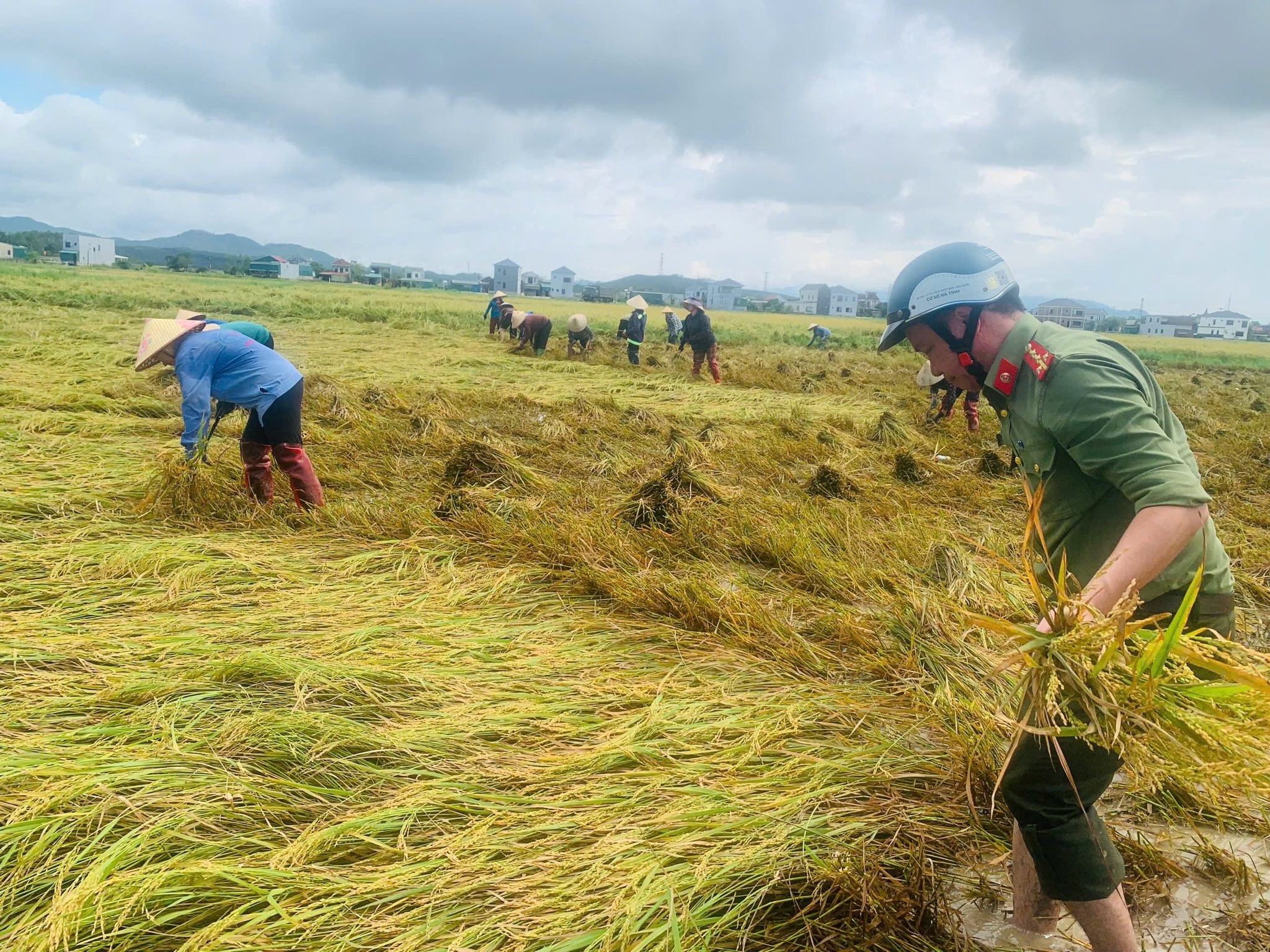 Hà Tĩnh: Khẩn trương thu hoạch lúa Hè - Thu để né thiên tai
