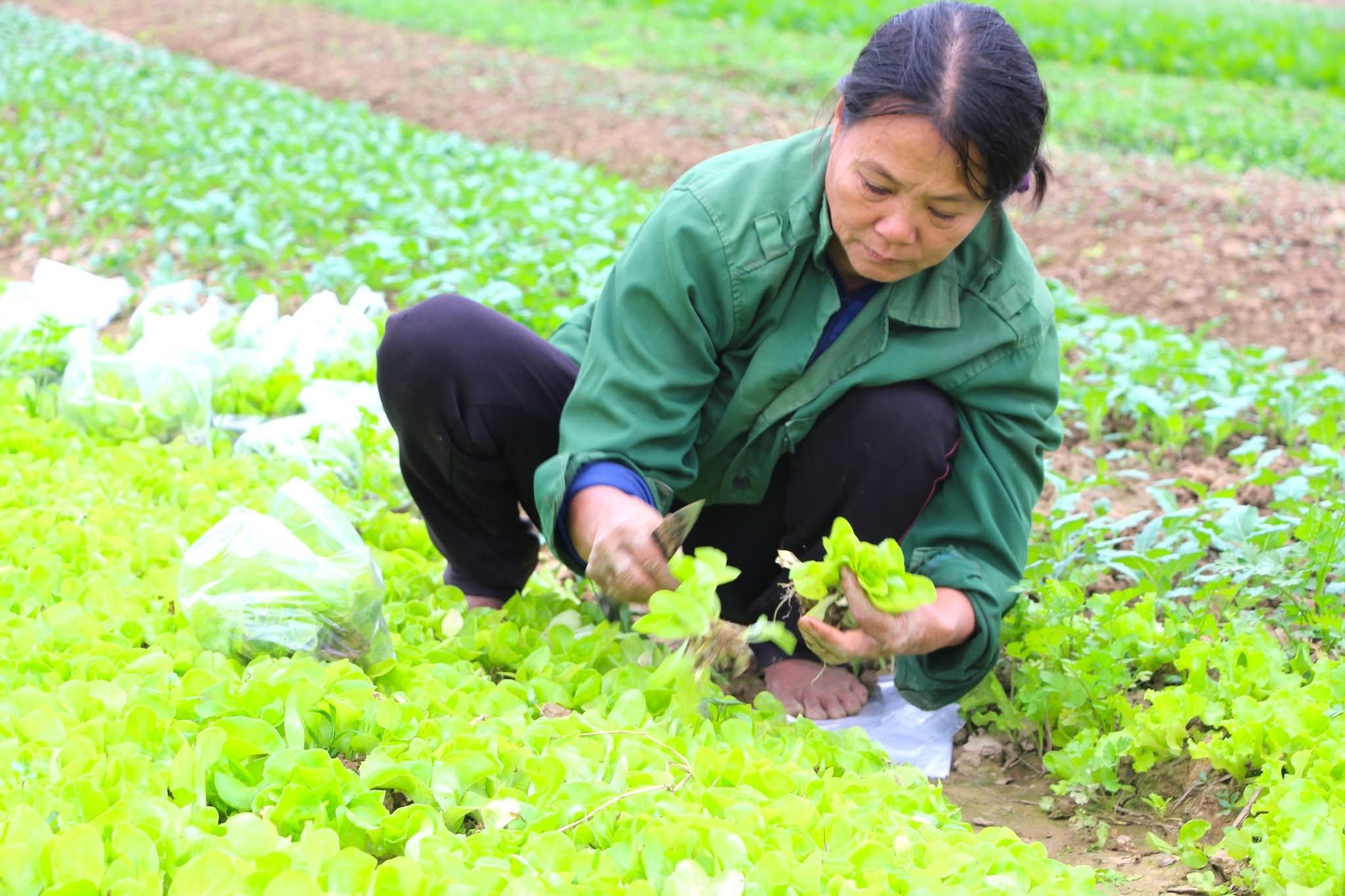 Rau giống tăng cao, nông dân phấn khởi vì thu hoạch đến đâu bán sạch đến đó