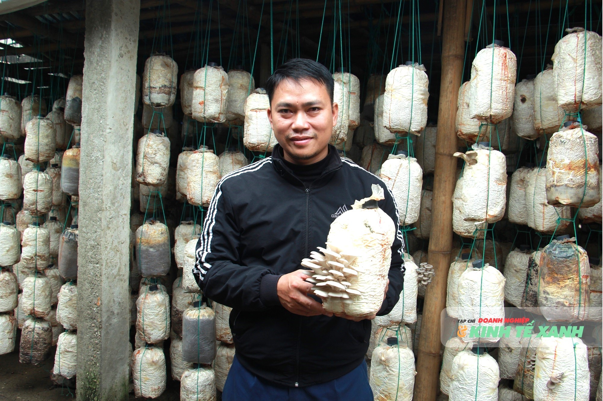 Chàng trai xứ Thanh đưa nấm sò vươn lên OCOP 3 sao