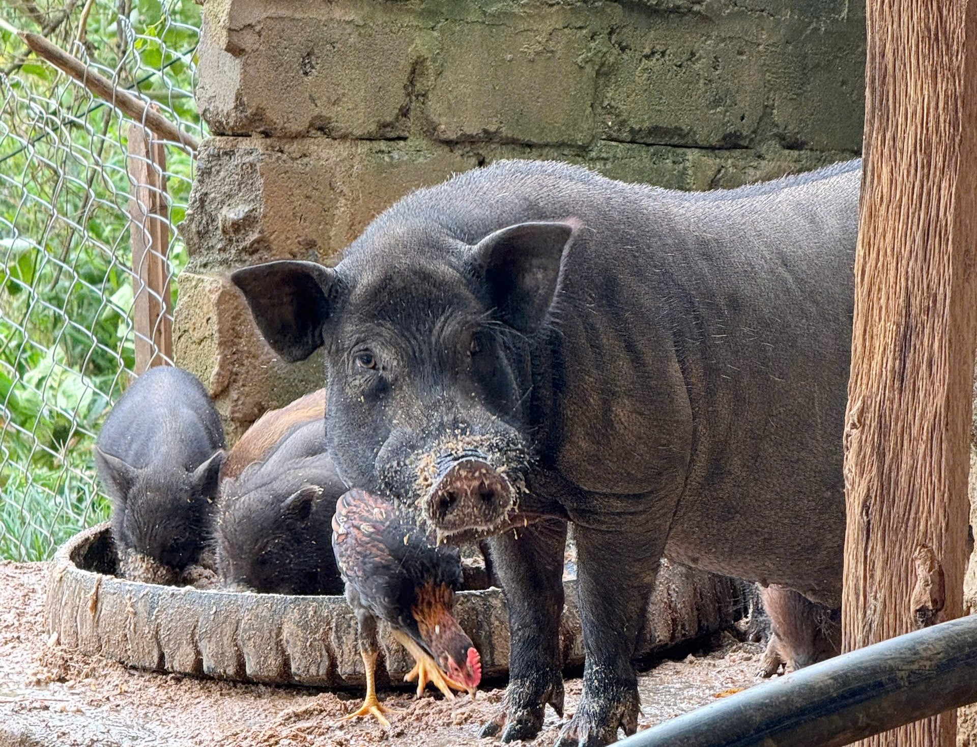 Quảng Trị: Nỗ lực bảo tồn và phát triển giống lợn bản địa Vân Pa