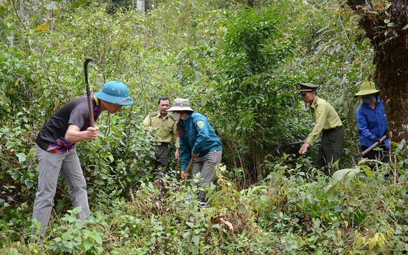 Đề án giao rừng gắn với giao đất: thành công thấy rõ trên đại ngàn xứ Nghệ