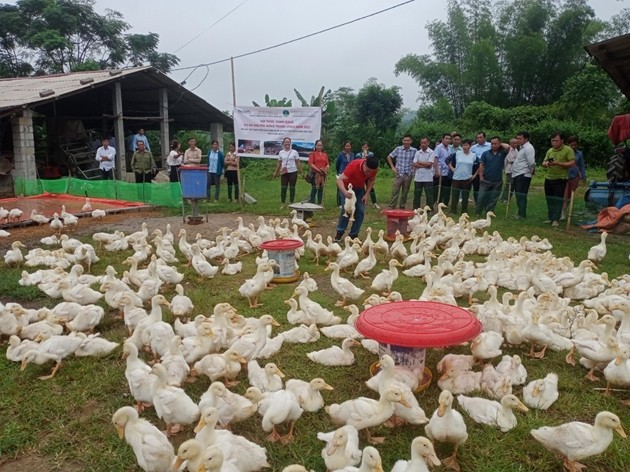 Những kết quả bước đầu Dự án "Xây dựng mô hình chăn nuôi vịt thịt tạo vùng nguyên liệu sản phẩm OCOP" ở Lạng Sơn