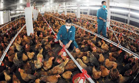 Hà Nội: Tăng cường áp dụng các biện pháp an toàn sinh học, nỗ lực phòng chống dịch bệnh trong chăn nuôi