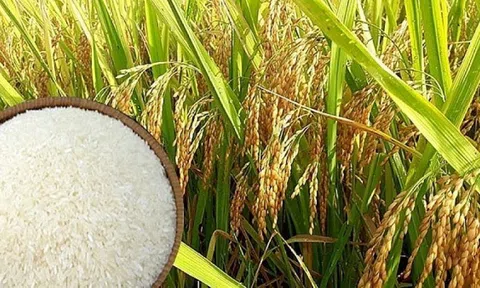 Giá lúa gạo ngày 09/6: Giá lúa nếp giảm nhẹ, thị trường dao dịch chậm