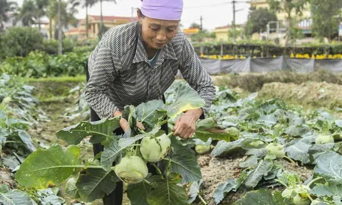 Thành phố Hải Dương: Giá trị sản xuất nông nghiệp tăng 3,5%