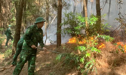 Nghệ An: Lực lượng chức năng và người dân kịp thời khống chế vụ cháy rừng thông tại Quỳnh Lưu